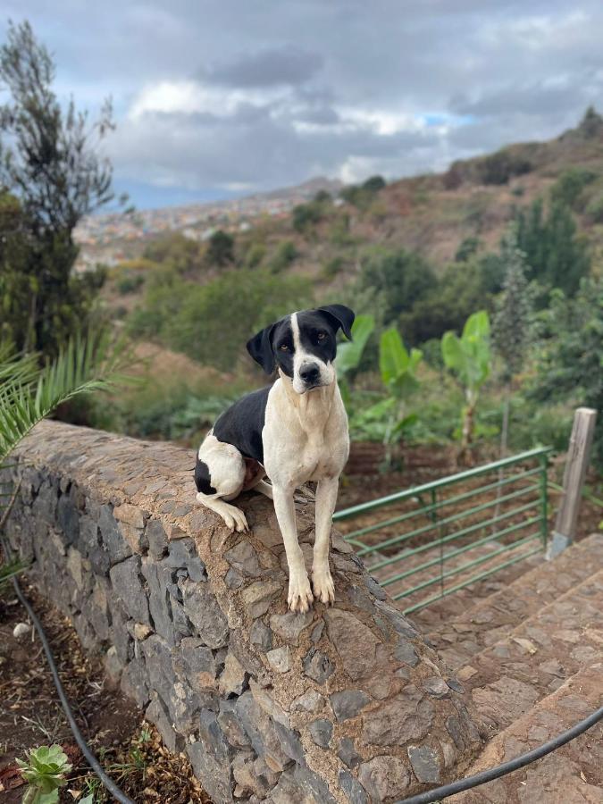 Finca Rural House Tenerife Relax And Enjoy Santa Úrsula Zewnętrze zdjęcie